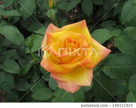 2604 Yellow and pink roses 2 140131925