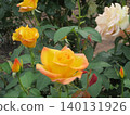 2604 Yellow and pink roses 3 140131926