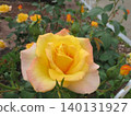 2604 Yellow and pink roses 4 140131927