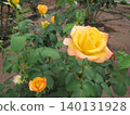 2604 Yellow and pink roses 5 140131928