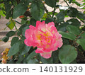2604 Pink and yellow roses 4 140131929