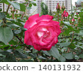 2604 Pink and white roses 140131932
