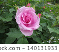2604 Pale lilac rose 140131933