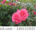 2604 A gorgeous pink rose 3 140131935