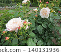 2604 Pale apricot pink rose 2 140131936
