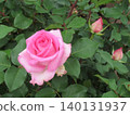2604 Pink and white roses 1 140131937