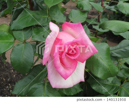 2604 Pink and white roses 2 2604 Pink and white roses 2 140131938