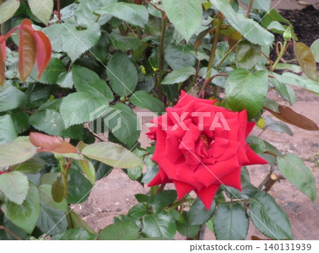 2604 Deep red rose 2604 Deep red rose 140131939