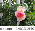2604 Pale pink and white roses 140131940