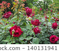 2604 Deep, rich red rose 1 140131941