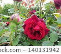 2604 Deep, rich red rose 2 140131942