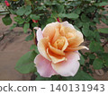 2604 Light brown to pink roses 140131943