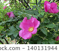 2604 Dark pink Japanese rose 1 140131944