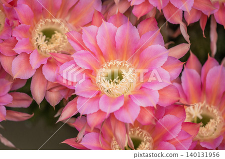 我們花園裡盛開的仙人掌花 我們花園裡盛開的仙人掌花 140131956