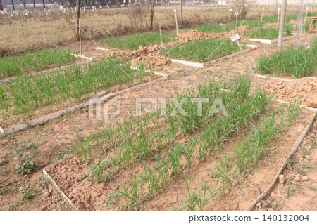 wheat plant on experiment farm 140132004