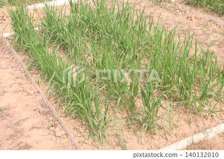 wheat plant on experiment farm wheat plant on experiment farm 140132010