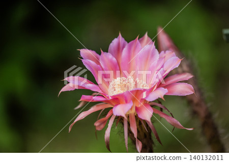 我們花園裡盛開的仙人掌花 140132011