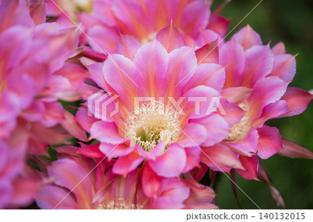 我們花園裡盛開的仙人掌花 140132015