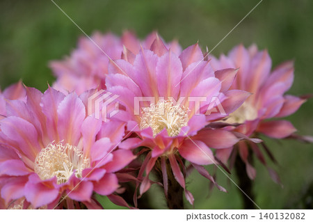 Cactus flowers that bloomed in our garden Cactus flowers that bloomed in our garden 140132082