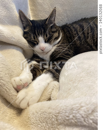 A sleeping cat A sleeping cat 140132088