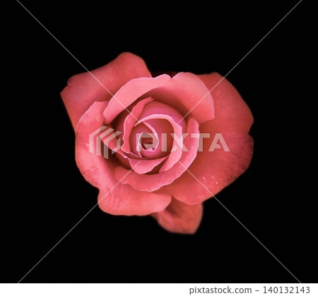Red roses on black background 140132143
