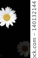 White marguerites on a black background 140132144