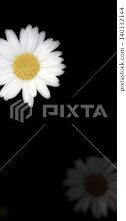 White marguerites on a black background 140132144