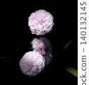 Pink hydrangea floating on a black background 140132145