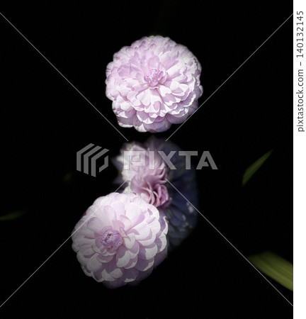 Pink hydrangea floating on a black background Pink hydrangea floating on a black background 140132145