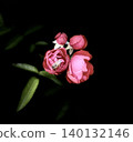 Red camellia 140132146