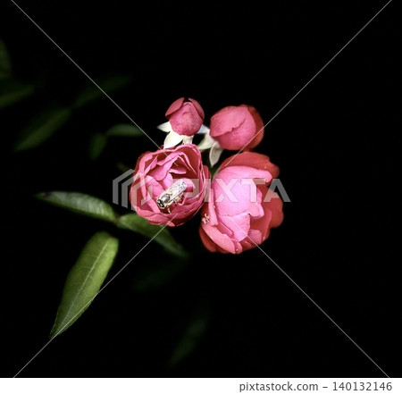 Red camellia 140132146