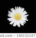 White marguerites on a black background 140132147