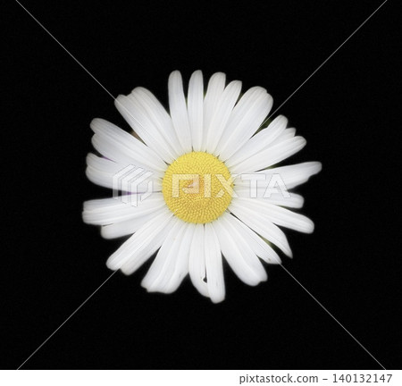 White marguerites on a black background White marguerites on a black background 140132147