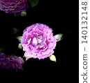 Pink peonies stand out against a black background. 140132148