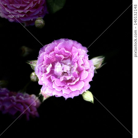 Pink peonies stand out against a black background. 140132148