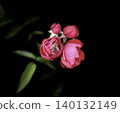 Red camellia 140132149