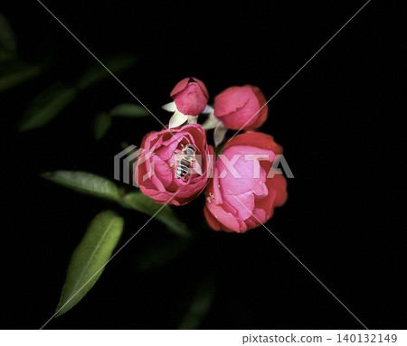 Red camellia Red camellia 140132149