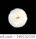 White rose with black background 140132150