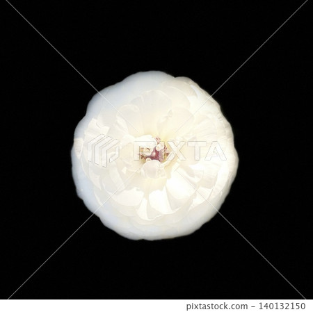 White rose with black background White rose with black background 140132150