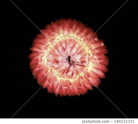 Red dahlias against a black background Red dahlias against a black background 140132151