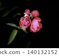 Red camellia 140132152