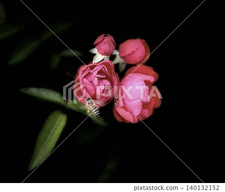 Red camellia Red camellia 140132152