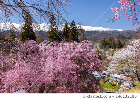 長野縣上之道郡小川村木山:絢麗的粉紅色垂枝櫻花盛開於萬丈山,遠處是白雪皚皚的北阿爾卑斯山。 長野縣上之道郡小川村木山:絢麗的粉紅色垂枝櫻花盛開於萬丈山,遠處是白雪皚皚的北阿爾卑斯山。 140132196