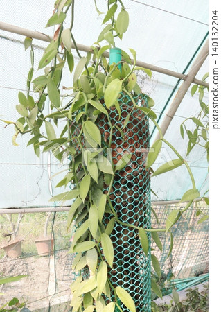 Vanilla orchid on farm for harvest Vanilla orchid on farm for harvest 140132204