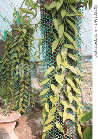 Vanilla orchid on farm for harvest Vanilla orchid on farm for harvest 140132205