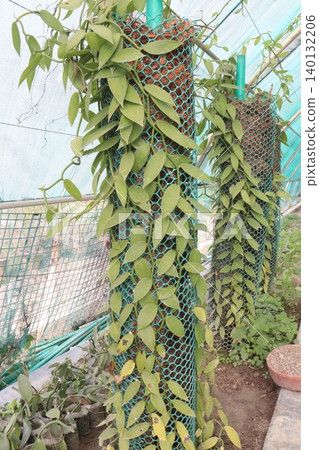 Vanilla orchid on farm for harvest 140132206