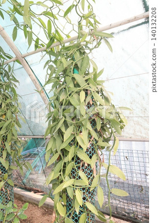 Vanilla orchid on farm for harvest Vanilla orchid on farm for harvest 140132208