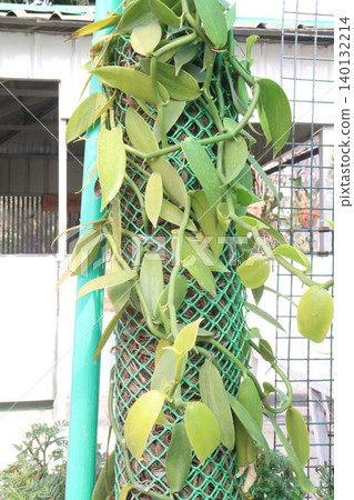 Vanilla orchid on farm for harvest Vanilla orchid on farm for harvest 140132214