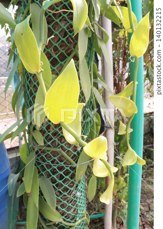 Vanilla orchid on farm for harvest Vanilla orchid on farm for harvest 140132215