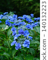 hydrangea   140132223